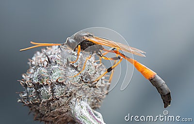 Anomaloninae parasitic wasp resting on thistle Stock Photo