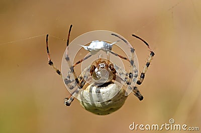 The portrait of Argiope lobata spider , family Araneidae Stock Photo