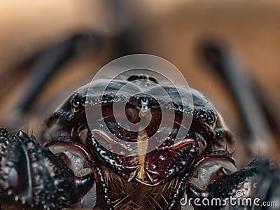 Macro photo of asian forest scorpion head Stock Photo