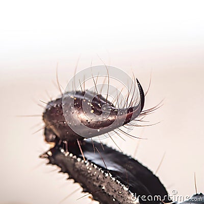 Macro photo of asian forest scorpion sting Stock Photo