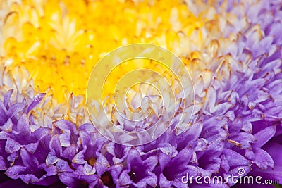 Macro photo of asteraceae flower Stock Photo