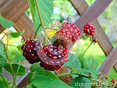 Macro photo background with decorative bright red fruits of raspberry bushes Stock Photo