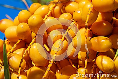 Macro photo of Barhi Date palm yellow fruits on the clusters in organic fruit garden for harvesting Stock Photo