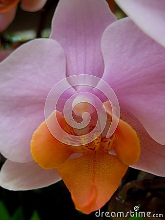 Macro photo of a beautiful pink flower from the family of Orchids of the genus Phalaenopsis Stock Photo