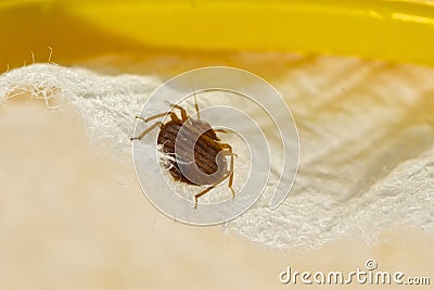 Bed Bug Stock Photo