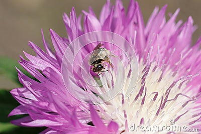 Macro photo of a bee close up. A bee collects nectar from flower Stock Photo