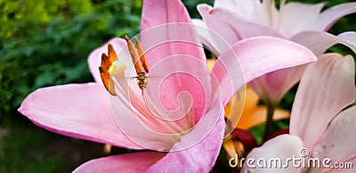 Macro image of bee flying around colorful blossoming lilly flowers. Beautiful background. Harmony and beauty in nature Stock Photo