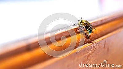 Macro photo of a bee hive Stock Photo