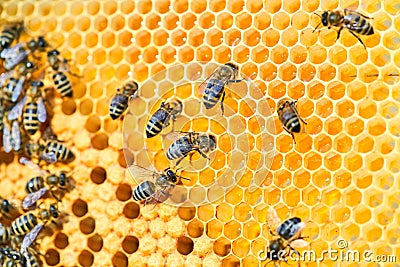 Macro photo of a bee hive on a honeycomb with copyspace. Bees produce fresh, healthy, honey. Stock Photo