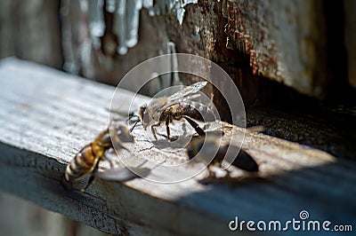 Macro photo of bees at the wooden entrance of an old hive Stock Photo