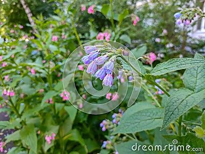 Macro photo of blooming Symphytum Comfrey flower Stock Photo