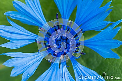 Macro photo of blue blossom cornflower with blured green background Stock Photo