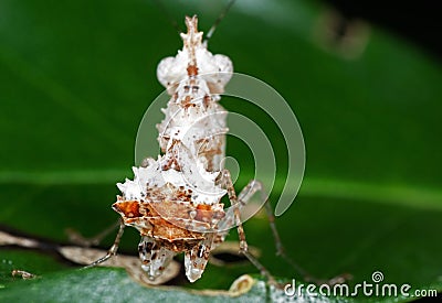 Macro Photo of Bottom of White Boxer Mantis on Green Leaf Stock Photo