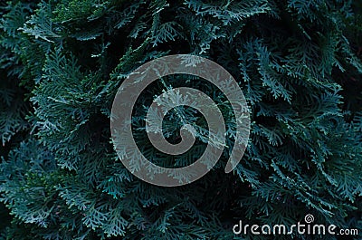 Macro photo of branches of thuja. Stock Photo