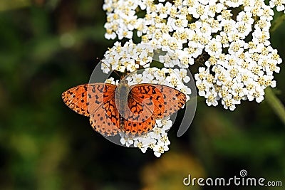 Brenthis ino , The Lesser marbled fritillary butterfly Stock Photo