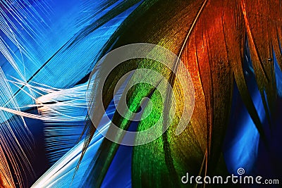 Brightly colorful rooster detailed feather on white feathers background underwater Stock Photo