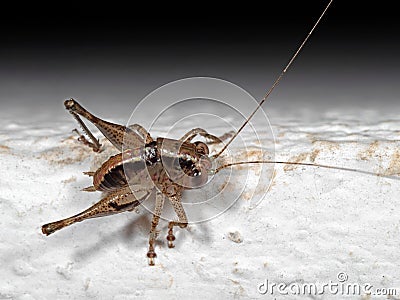 Macro Photo of Brown Cricket Insect on White Floor Stock Photo