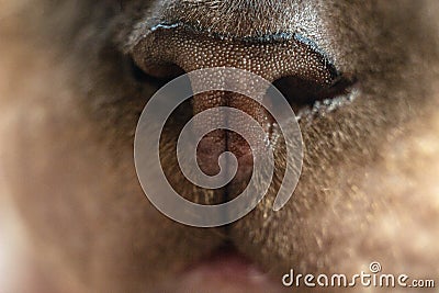 Macro photo of cute nose sphynx cat Stock Photo