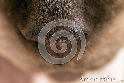 Macro photo of cute nose sphynx cat Stock Photo