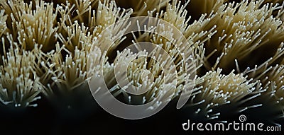 Macro photo of cactus fiber brush. Spa beauty concept.Tetsetka for dry body massage. Macro photo of a brush for anti-cellulite Stock Photo