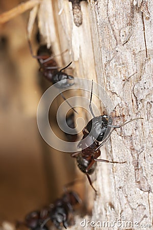 Macro photo of carpenter ants Stock Photo