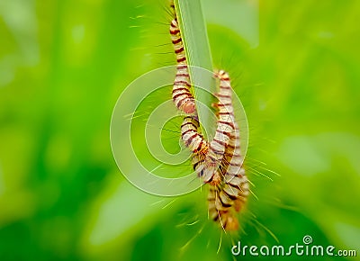 macro photo of caterpillar group best fur Stock Photo