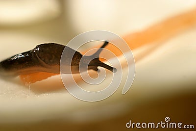 Macro photo. A clam that does not have a shell is a slug. Stock Photo