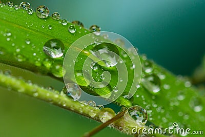 A macro photo of a clear drop of fresh water on a single blade of vibrant green grass Stock Photo