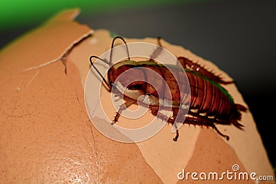 A macro photo of a cockroach on some food scraps. A nasty insect, pest infesting many homes Stock Photo