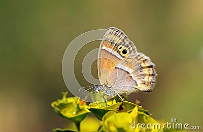 Coenonympha saadi , Persian heath butterfly on flower Stock Photo