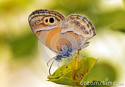 Coenonympha saadi , Persian heath butterfly on flower Stock Photo