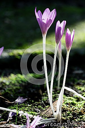 Macro photo of colchicaceae plant growing on mossy soil Stock Photo