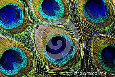 Macro Photo of Colorful Blue Peacock Feathers. Stock Photo