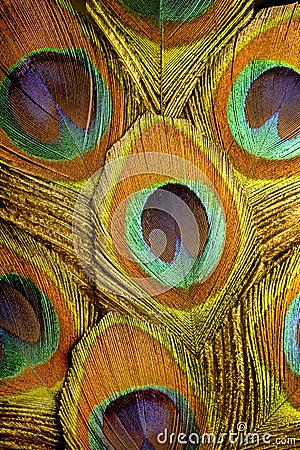 Macro Photo of Colorful Peacock Feathers. Stock Photo