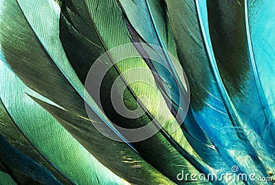 Native American Indian duck feathers detail. Stock Photo