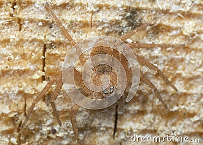 Crab spider, Philodromus fuscomarginatus on pine wood Stock Photo