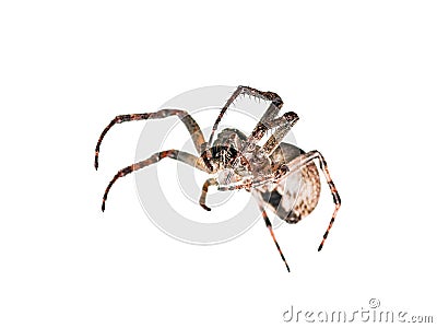 Crawling Spider Arachnid Insect Isolated on White Stock Photo