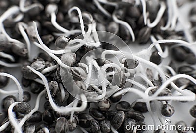 Macro photo cultivation seeds. Details Root on a white background. Many sprouting cannabis seeds Stock Photo