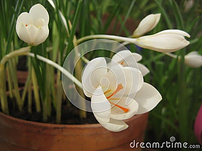 Macro photo with a decorative background of beautiful delicate white flowers of the crocus plant during the spring flowering Stock Photo