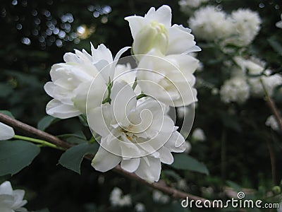 Macro photo with a decorative background of beautiful white flowers on a branch of a jasmine tree during spring flowering Stock Photo