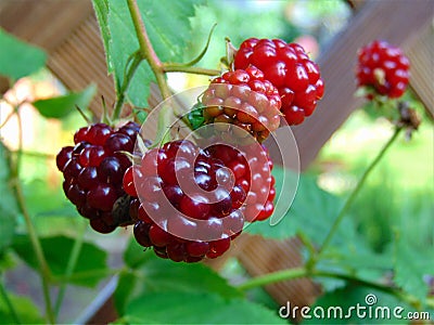 Macro photo with a decorative background of bright red fruit varietal berry vines plants raspberry Stock Photo