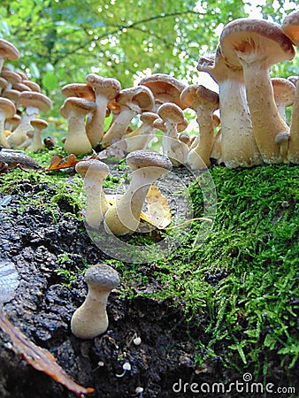 Macro photo with a decorative background of a family of mushrooms on an old tree in the forest on a vague background Stock Photo