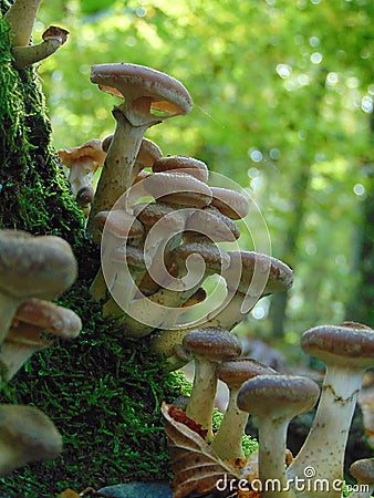 Macro photo with a decorative background of a family of mushrooms on an old tree in the forest on a vague background Stock Photo