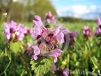 Macro photo with decorative background of purple flowers of herbaceous medicinal wild plant Lamiaceae for use in medicine Stock Photo