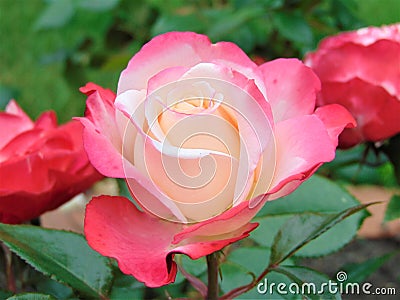 Macro photo with a decorative background texture of beautiful garden flowers roses Stock Photo