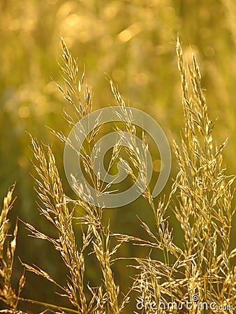 Macro photo with a decorative background texture of wild grass in a Sunny Golden light Stock Photo