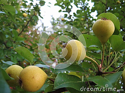 Macro photo with decorative background of useful ripening edible fruits of pear tree plants for growing in gardens Stock Photo