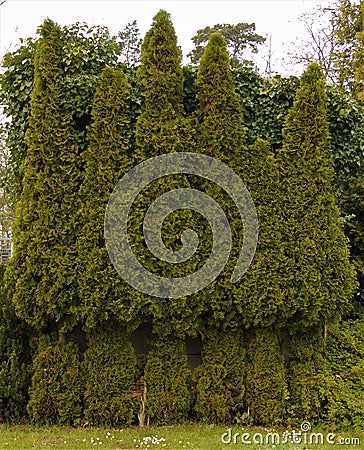 Macro photo with decorative natural background of shaped pruning of evergreen trees for garden landscape design Stock Photo