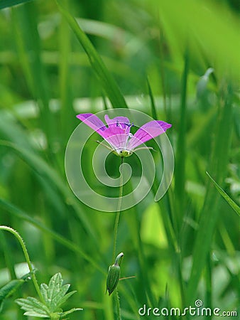 Macro photo with a decorative texture background green field of grass and beautiful wild flower geranium field Stock Photo