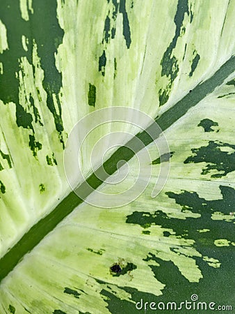 macro photo of a Dieffenbachia leaf in the garden Stock Photo